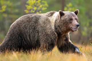Muže na Slovensku při ranním běhu napadl medvěd, utekl mu - Novinky